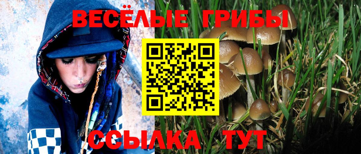 где можно купить наркотик  Вход с VPN  Бутурлиновка  Галлюциногенные грибы Psilocybe 